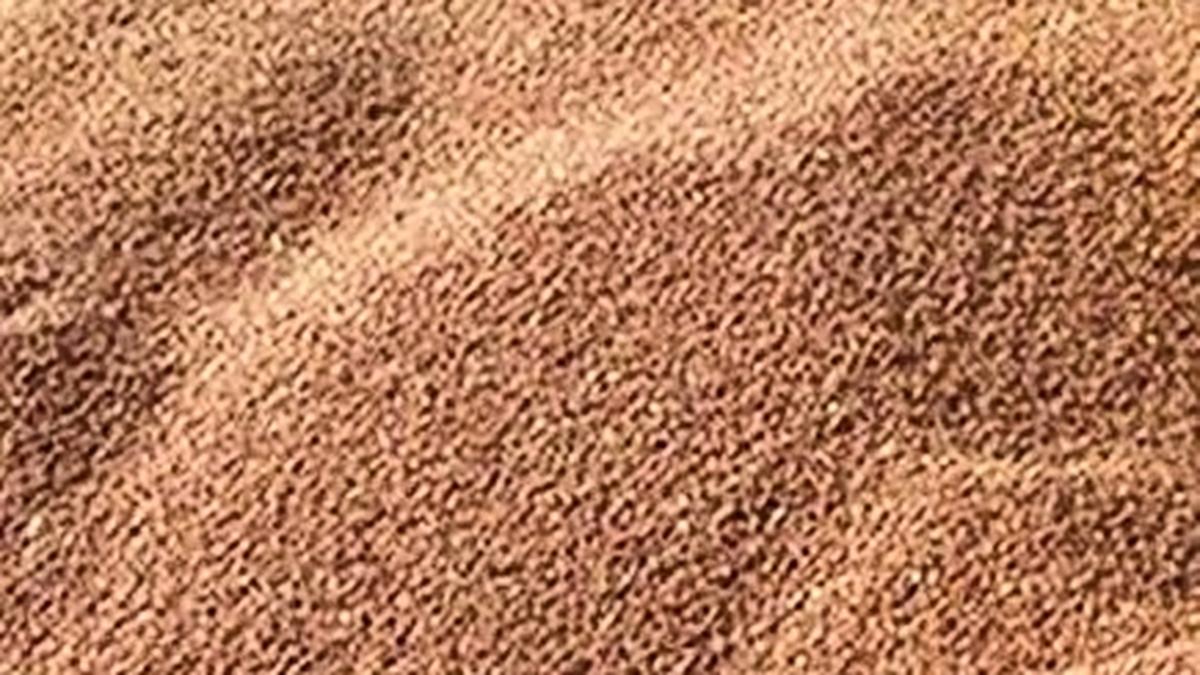 Procurement centres opened to buy red gram under MSP scheme in Yadgir