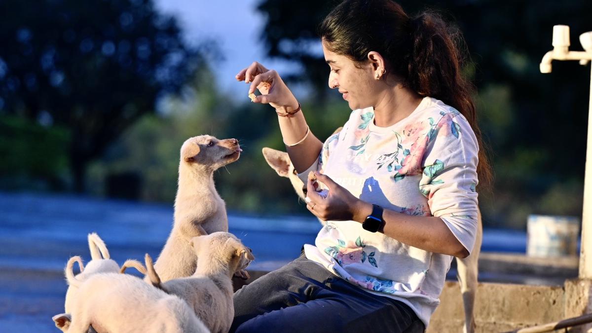 Awareness campaign on community animals in 250 locations in Bengaluru