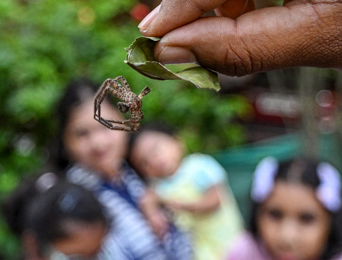 A wolf spider molt at the portable natural history museum by Wilded, a Nature education group, in Visakhapatnam. A wolf spider molt at the portable natural history museum by Wilded, a Nature education group, in Visakhapatnam.