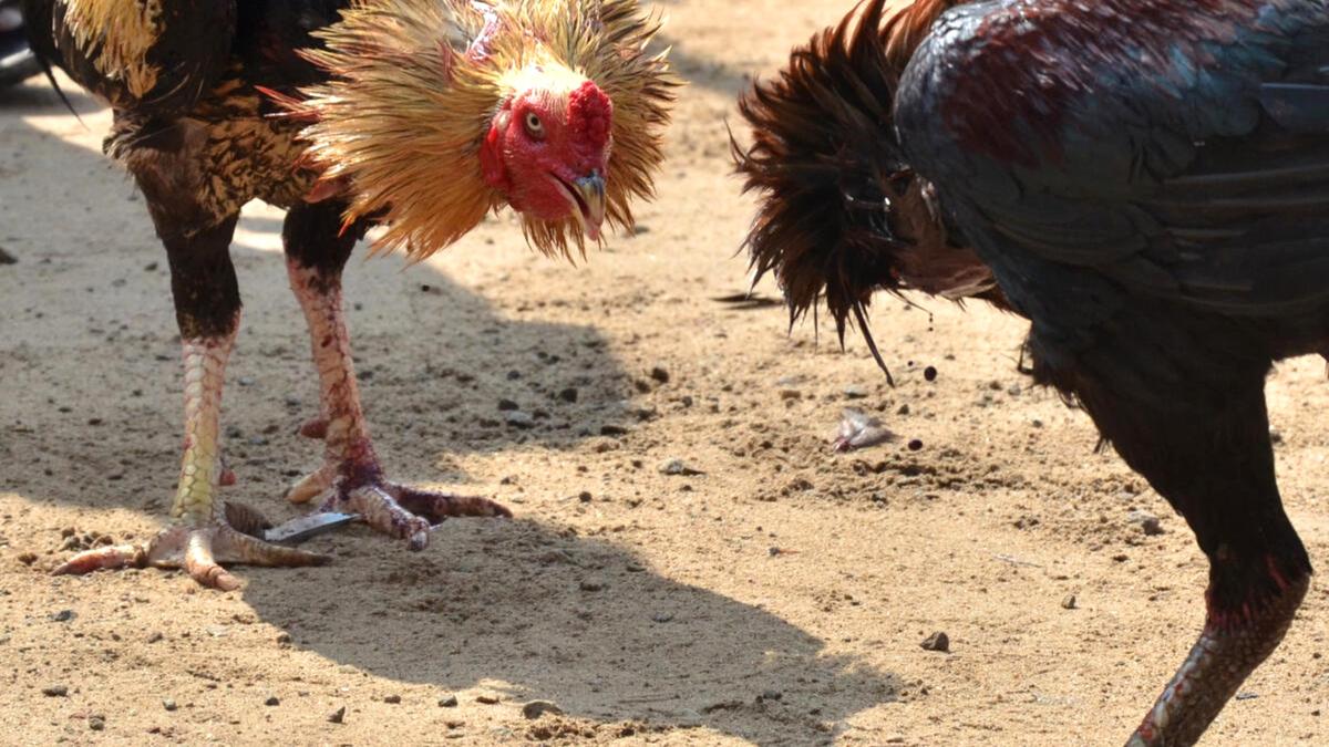 Rooster fight organisers find new venues to escape police radar in Visakhapatnam, Anakapalli districts