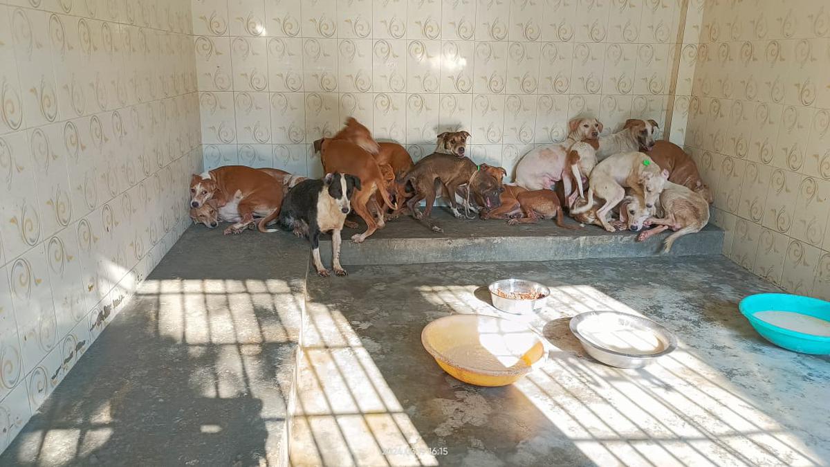 Greater Chennai Corporation seizes 142 dogs from a Velachery resident