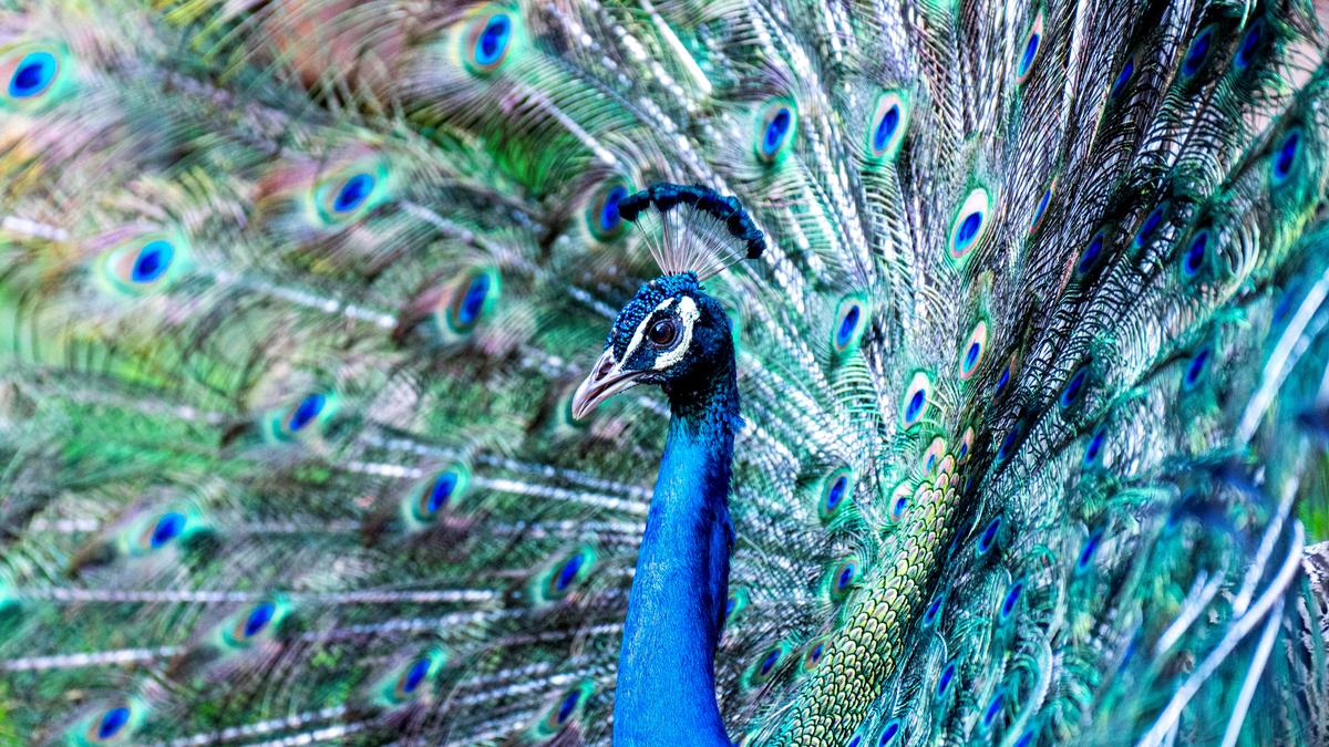 ‘Traditional peacock curry’ video lands Telangana YouTuber in trouble