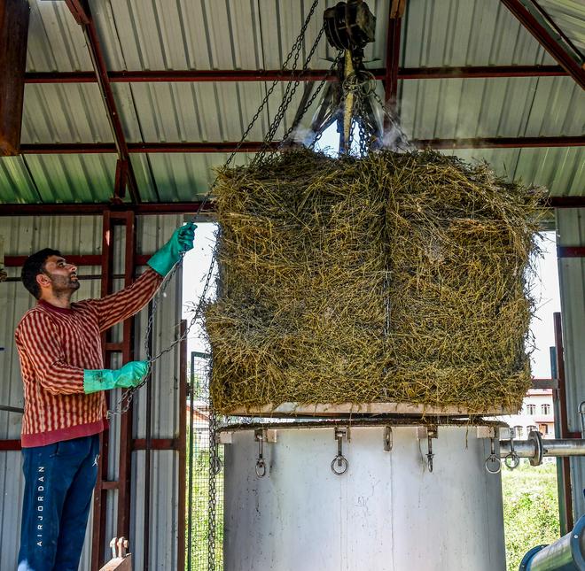 Extraction step: Employees lowering dried lavender spikes oil into a vessel for processing at the plant.