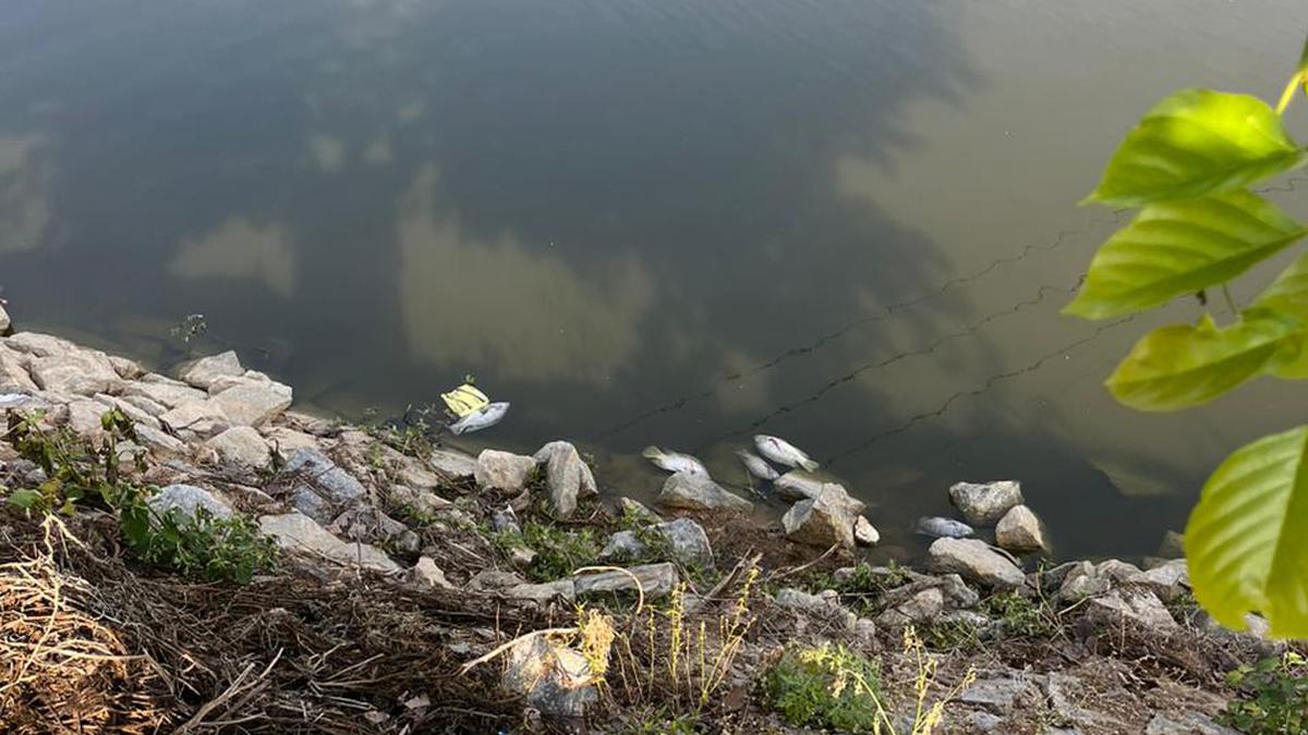 Another fish kill in Bengaluru after sewage water enters Seetharampalya lake