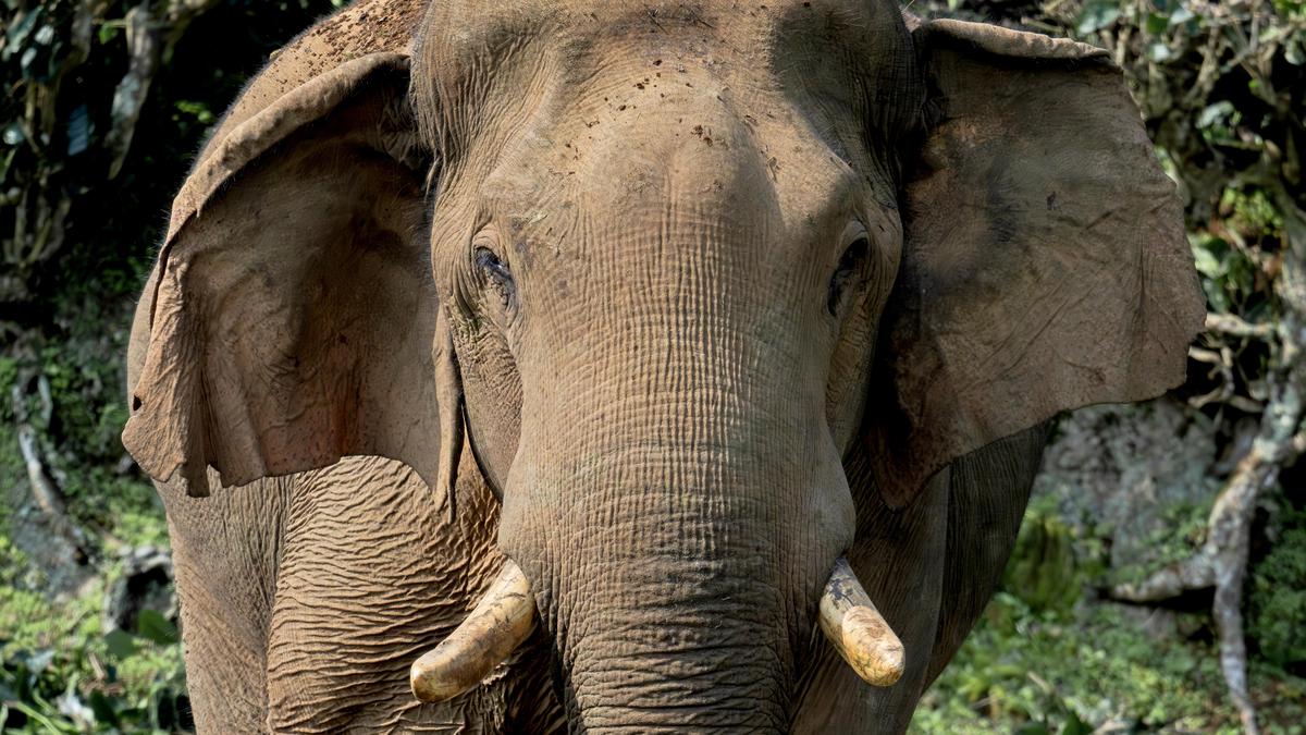 Kerala’s iconic wild elephant ‘Chillikomban’ dies after being washed away in Parambikulam Aliyar Project contour canal