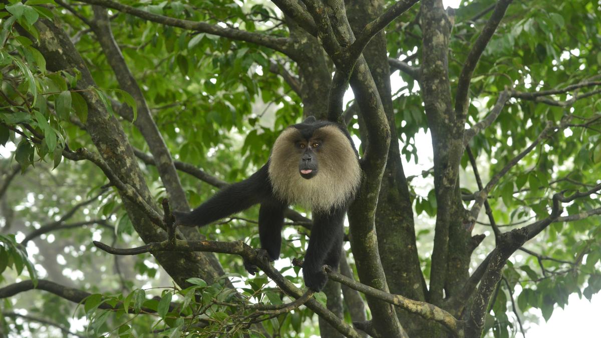 730 Lion-tailed Macaque in Sharavathi Valley LTM Sanctuary: Report 