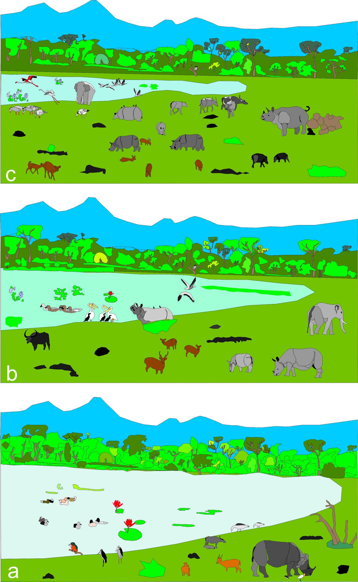 Pictorial evolution showing a. Dense forest with wider and swamp conditions with low wildlife activities (3290 years -1700 years), b. Relatively less dense and less deep water with increased wildlife activities (1700 years-640 years), c. Comparatively less dense forest and a less deep swamp with increased wildlife activities within KNP (640 years-present). Photo: Special Arrangement