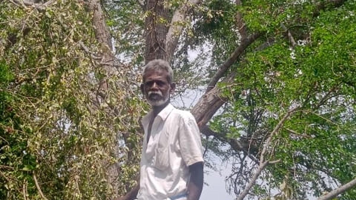Banana farms destroyed, Madras Thorn trees uprooted by recent rain, gale in Virudhunagar district