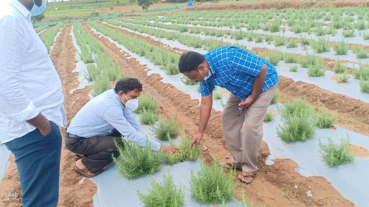 Rosemary cultivated on 120 acres in Talavadi Hills The Hindu
