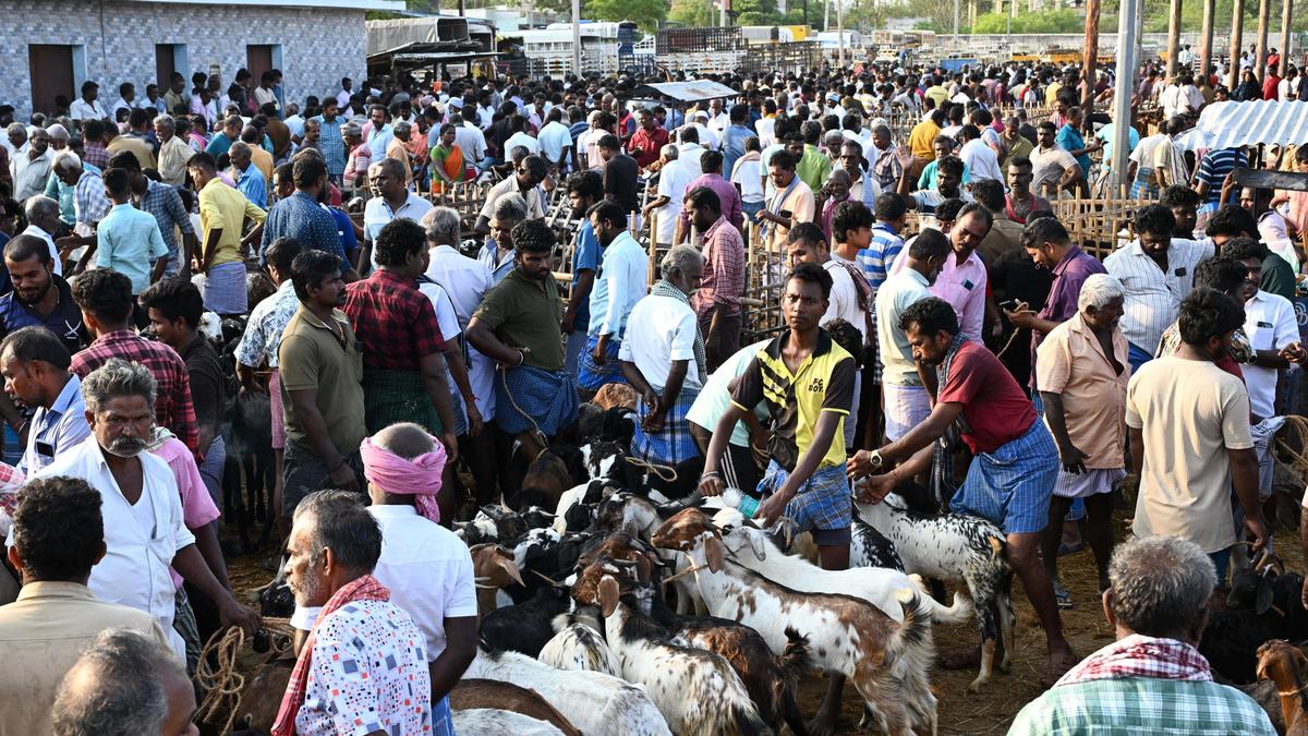 Weekly cattle market witness roaring business ahead of Bakrid