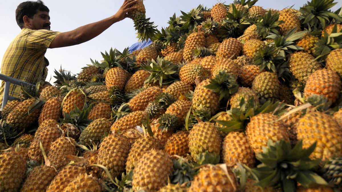 Supply shortage helps pineapple prices recover The Hindu