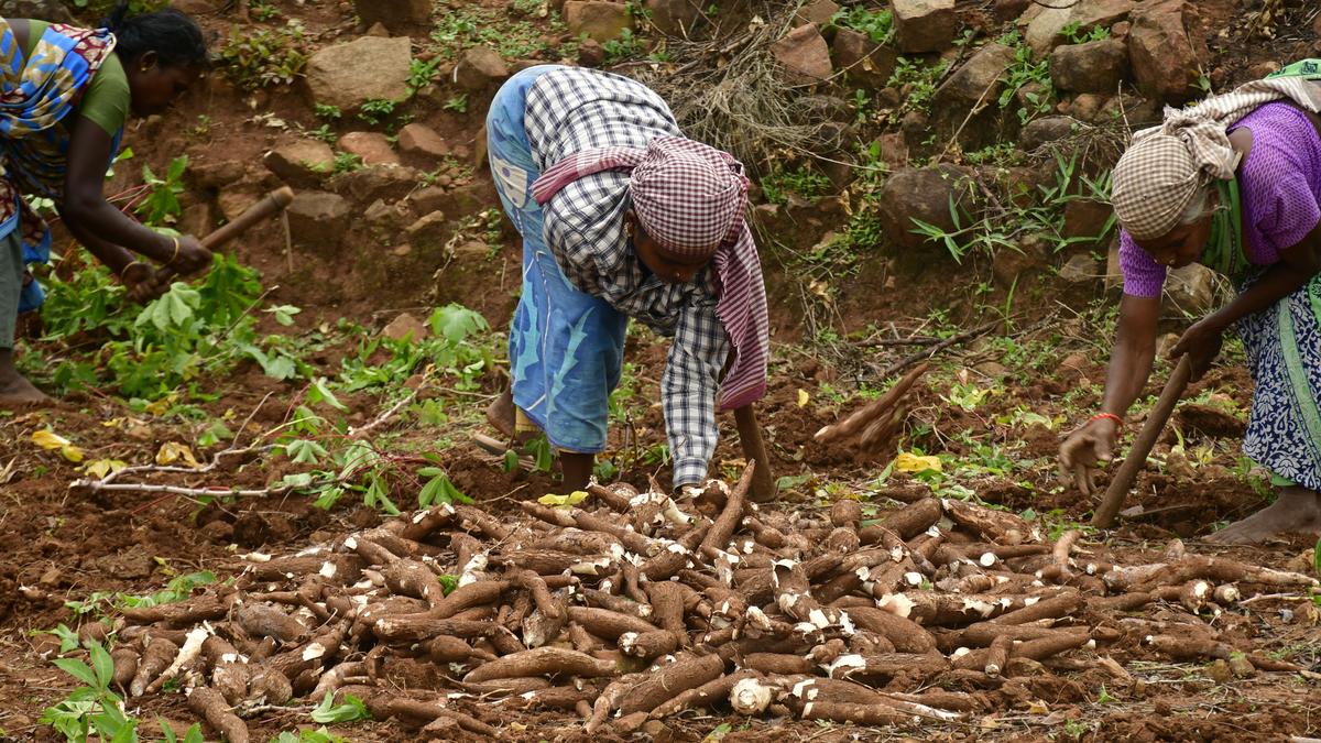 Syndicate buying of tapioca by middlemen denies fair price to tribes of Pachamalai