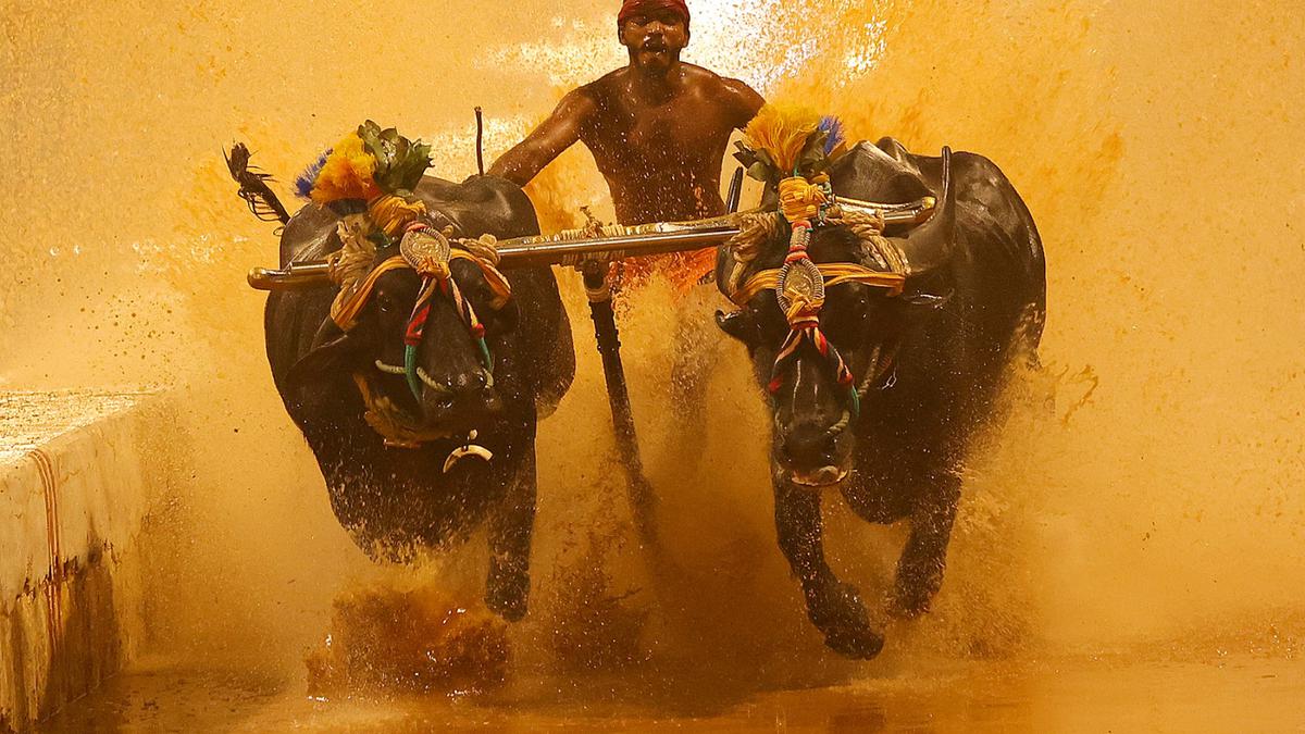 160 pairs of buffaloes expected to participate in the first two-day Bengaluru kambala from November 25