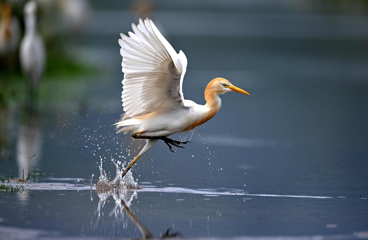 A cattle egret arrives to feed on insects in Morigaon district of Assam.