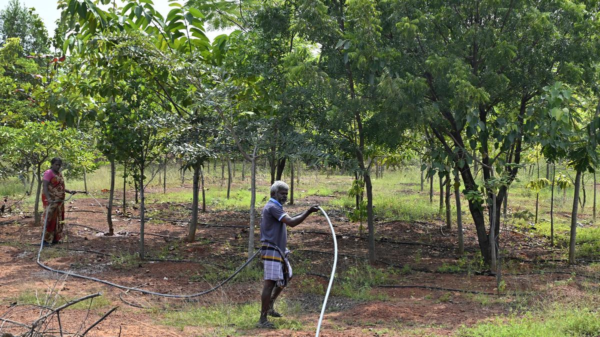 Village Panchayat Nurtures 15-Acre Grove, Empowering Women and Protecting the Environment