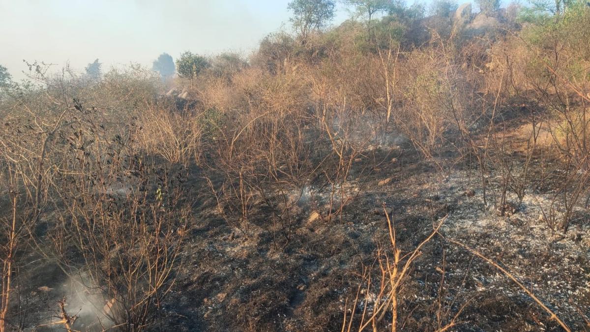 In the middle of winter, Bandipur braces for fire season during summer in Karnataka