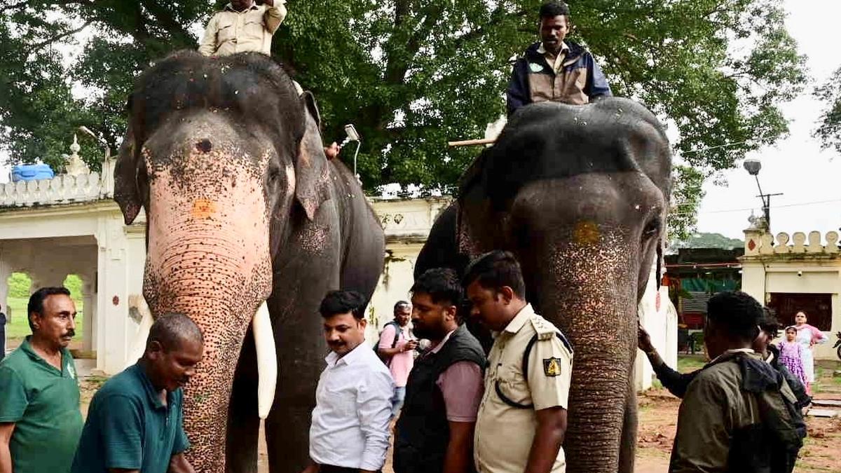 Dasara elephants on special diet as rehearsals gather pace