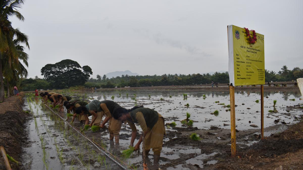 TNAU initiates students into rice-transplanting on campus for practical exposure