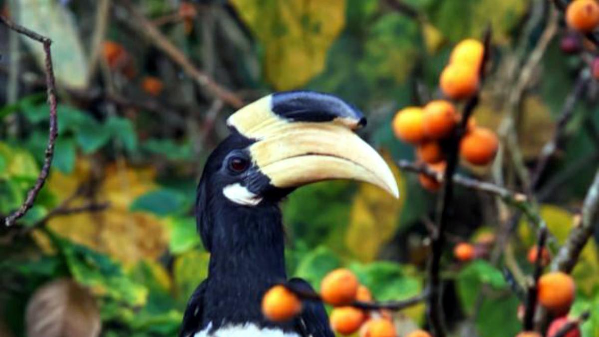 How a community-based initiative restored dwindling hornbill population in Western Ghats