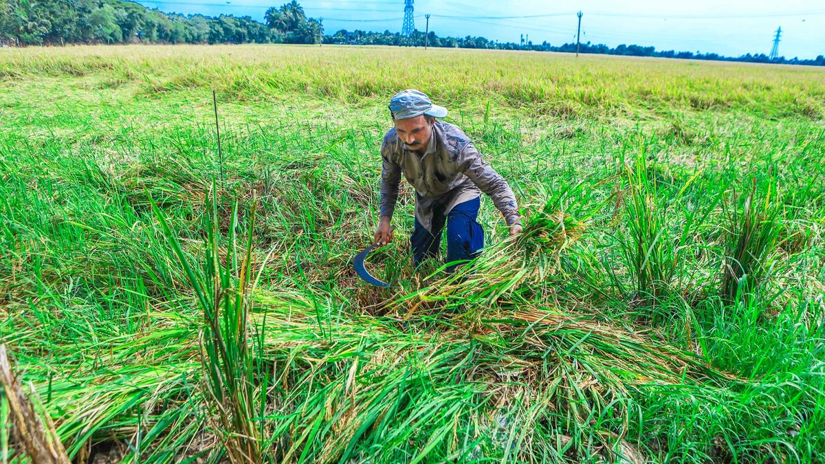 Paddy farming at a crossroads 
Premium