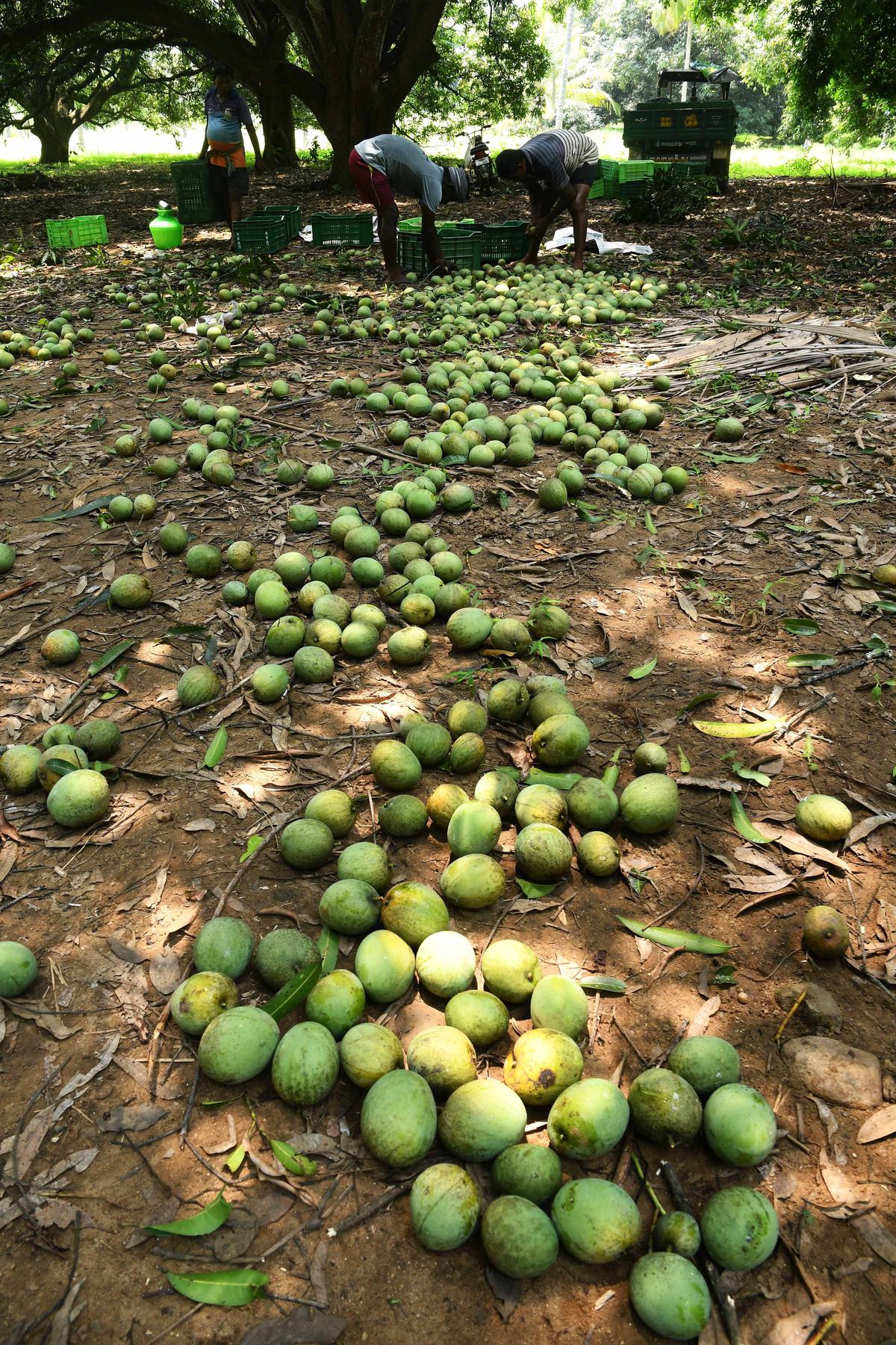 Harvest of the season’s panjavarnam mangoes at Rajapalayam near Madurai. 