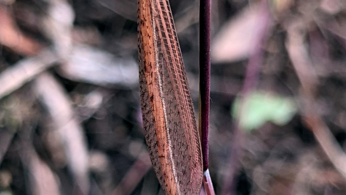 Two new antlion species discovered from Kerala