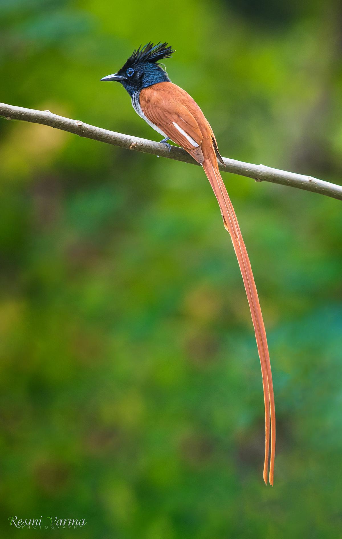 Paradise Flycatcher 