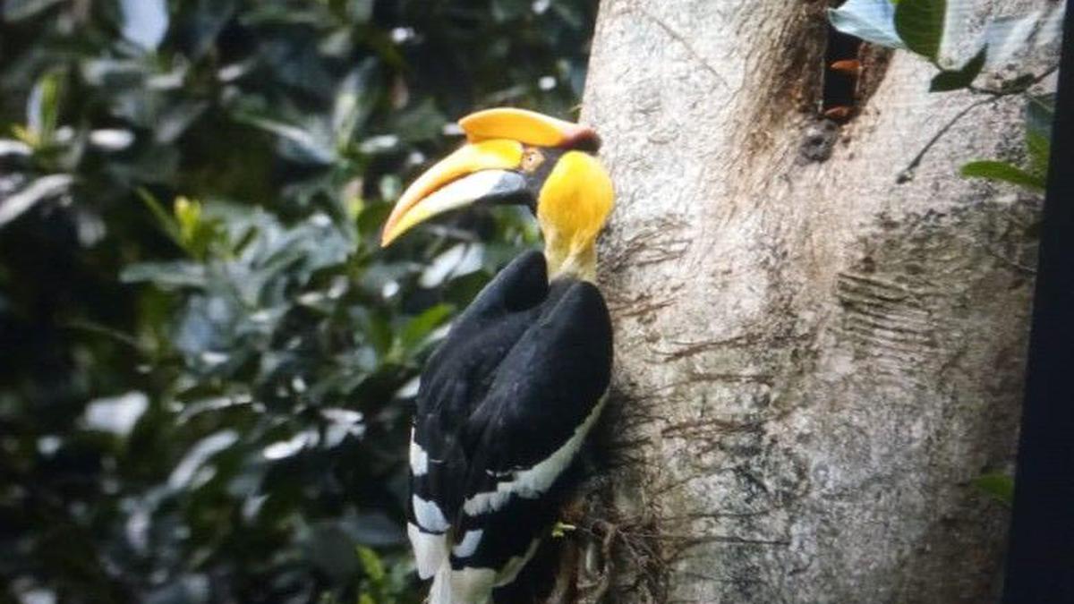 Mother Great hornbill takes up full-time job of feeding chick after pair’s death