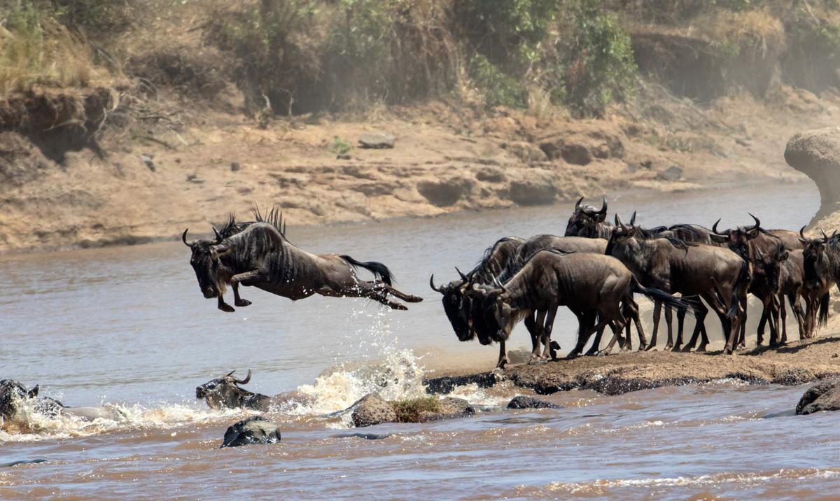 Wildebeest Migration.   