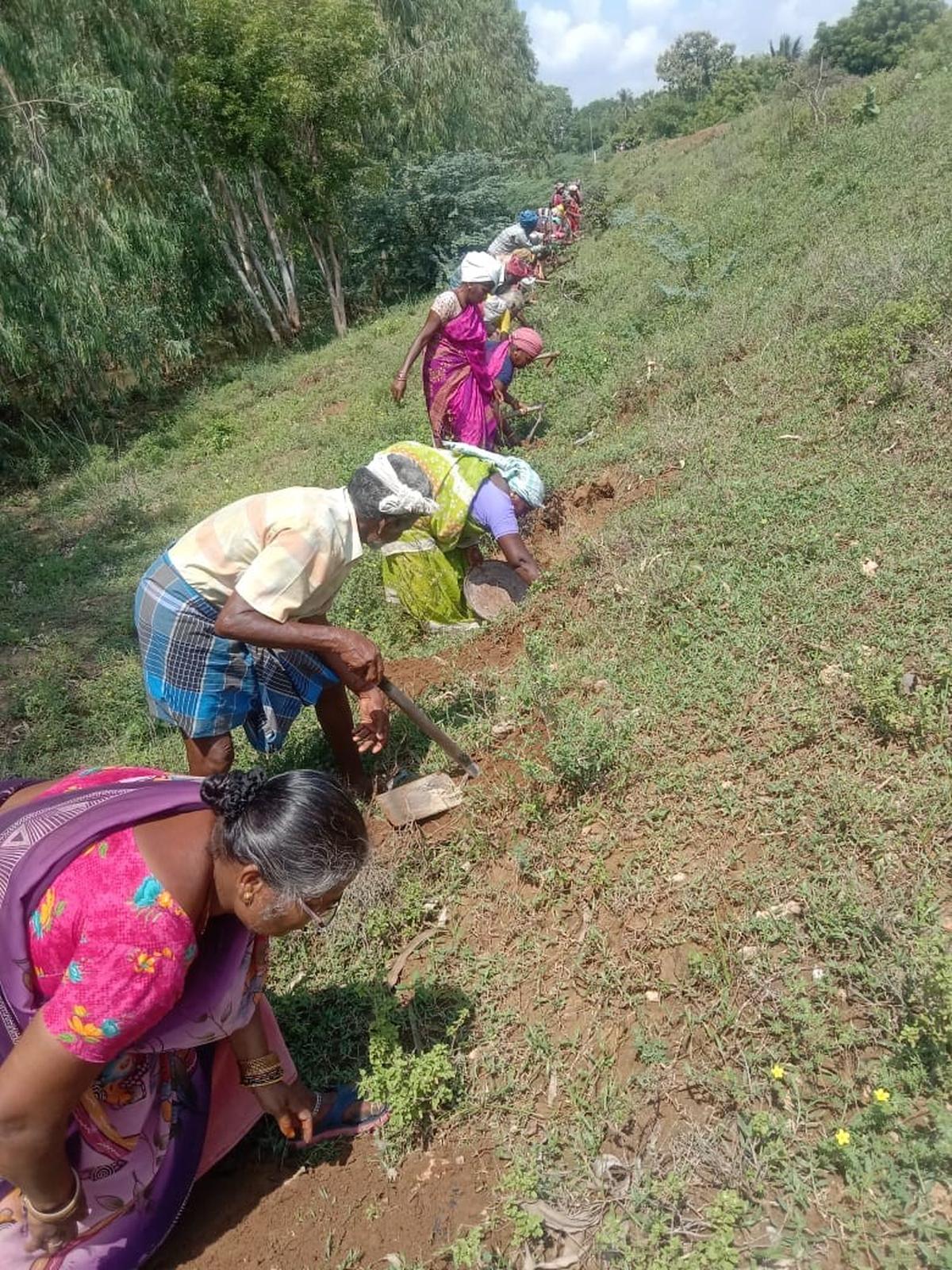 Programme to raise 12 lakh palmyra trees