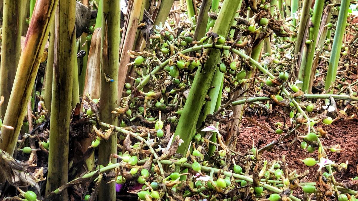 Cardamom growers alarmed by drought-like weather pattern in Idukki
