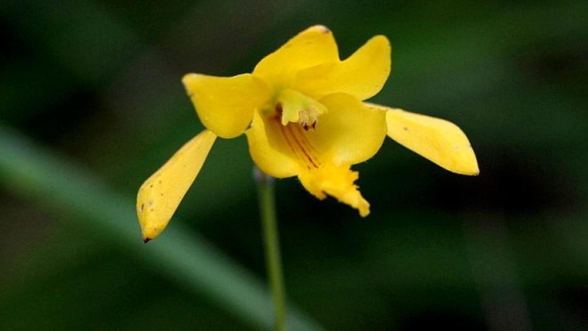 Remembering K.S. Manilal and the rediscovery of a rare orchid