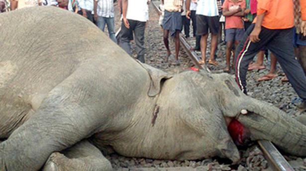 Central team visits Odisha in wake of sudden rise in elephant deaths 