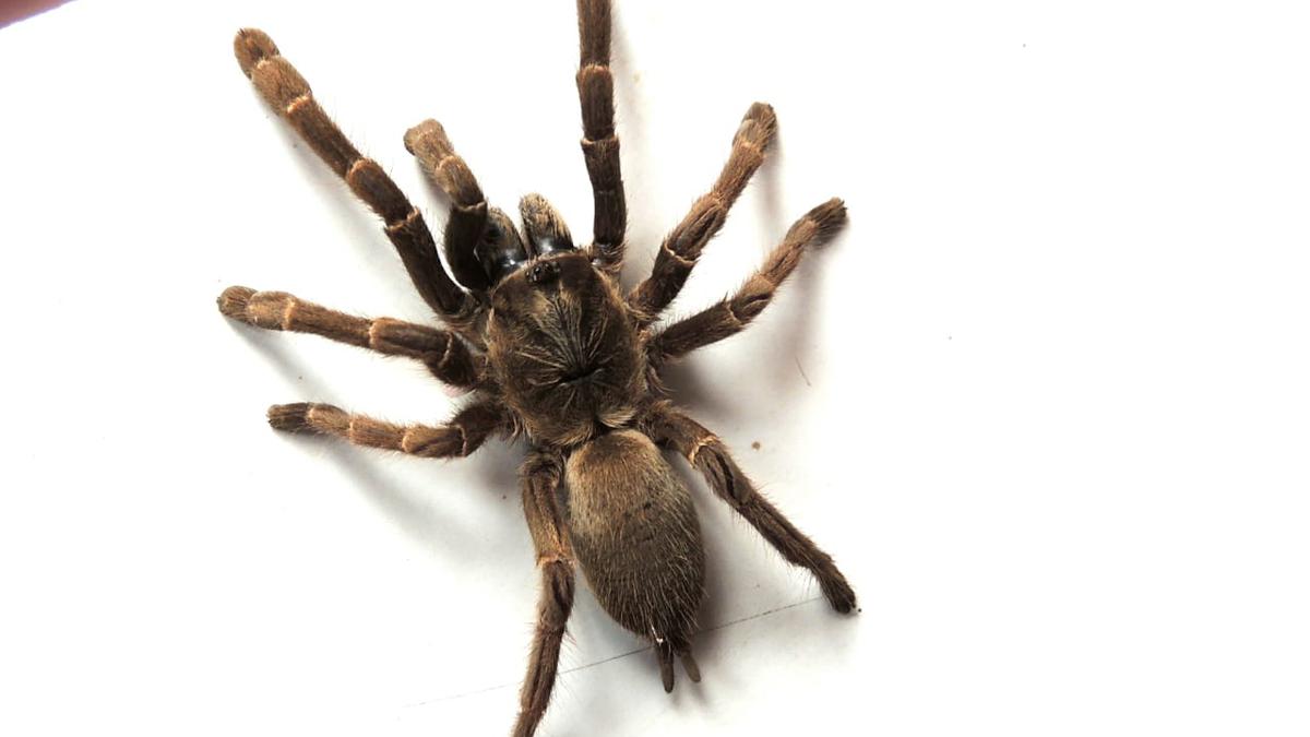 Tarantula endemic to the Nilgiris could be under threat from habitat loss, climate change: Researchers