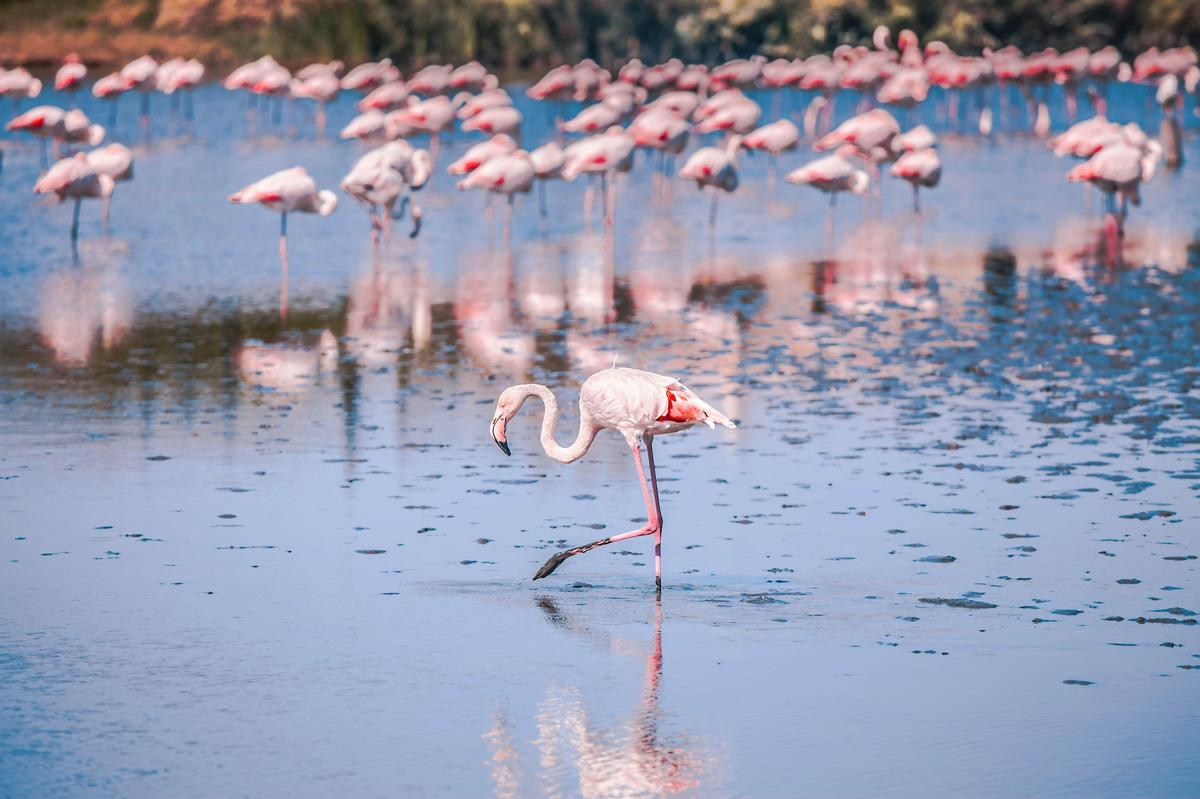 Flamingos at Mumbai’s Airoli Flamingos at Mumbai’s Airoli