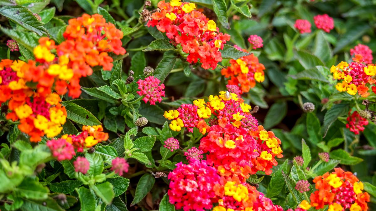 What makes Lantana camara an ecological nightmare