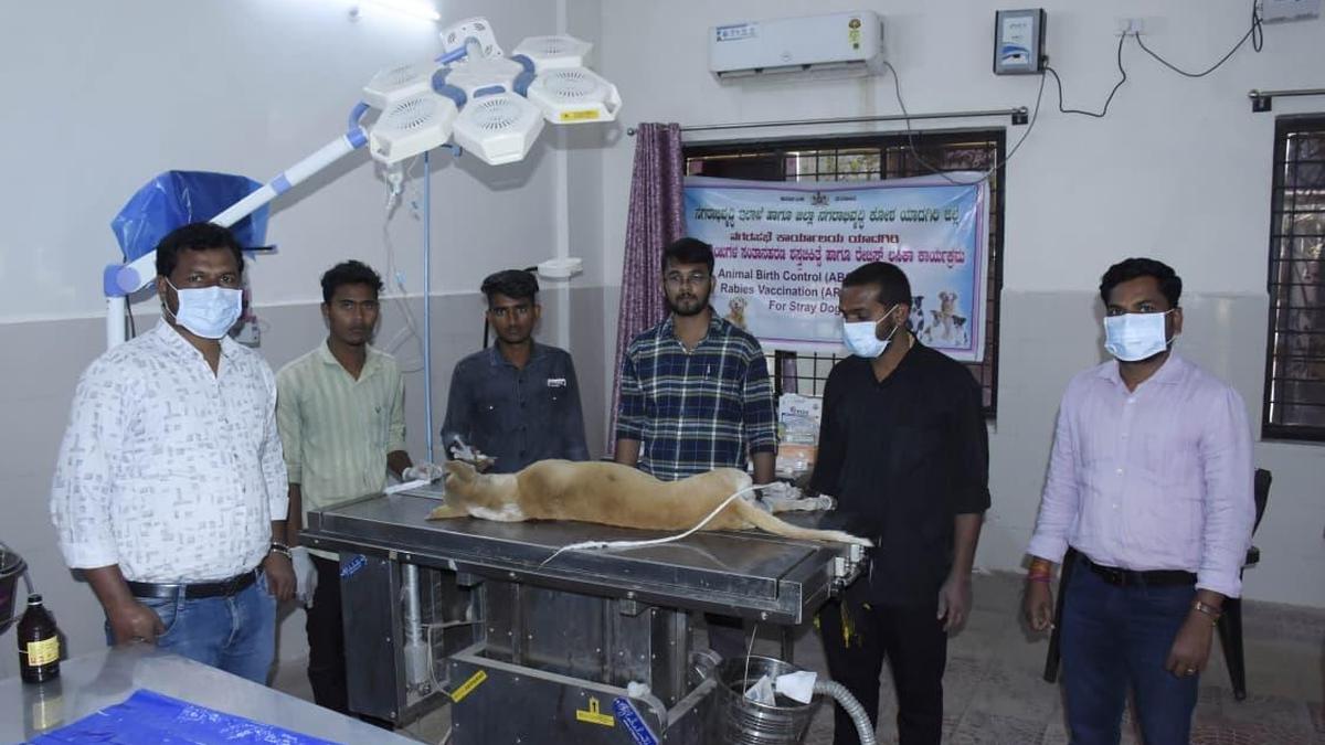 CMC launches Animal Birth Control programme for stray dogs in Yadgir