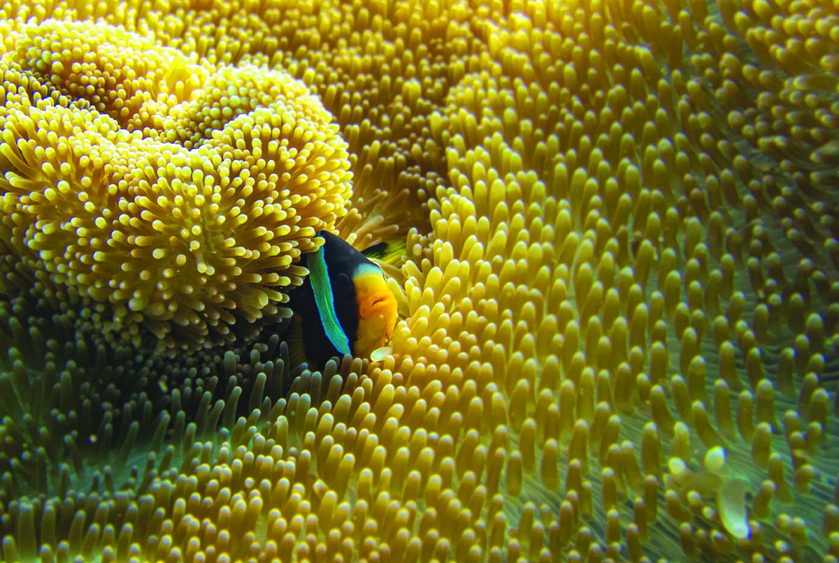 Sea anemone and clownfish, which enjoy a symbiotic relationship with the corals, could be affected by coral bleaching. A picture taken during a research field visit off the Kavaratti island.