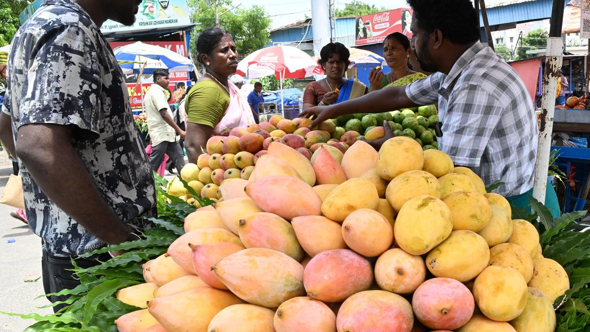 Mango season reaps sweet results this summer in Tiruchi