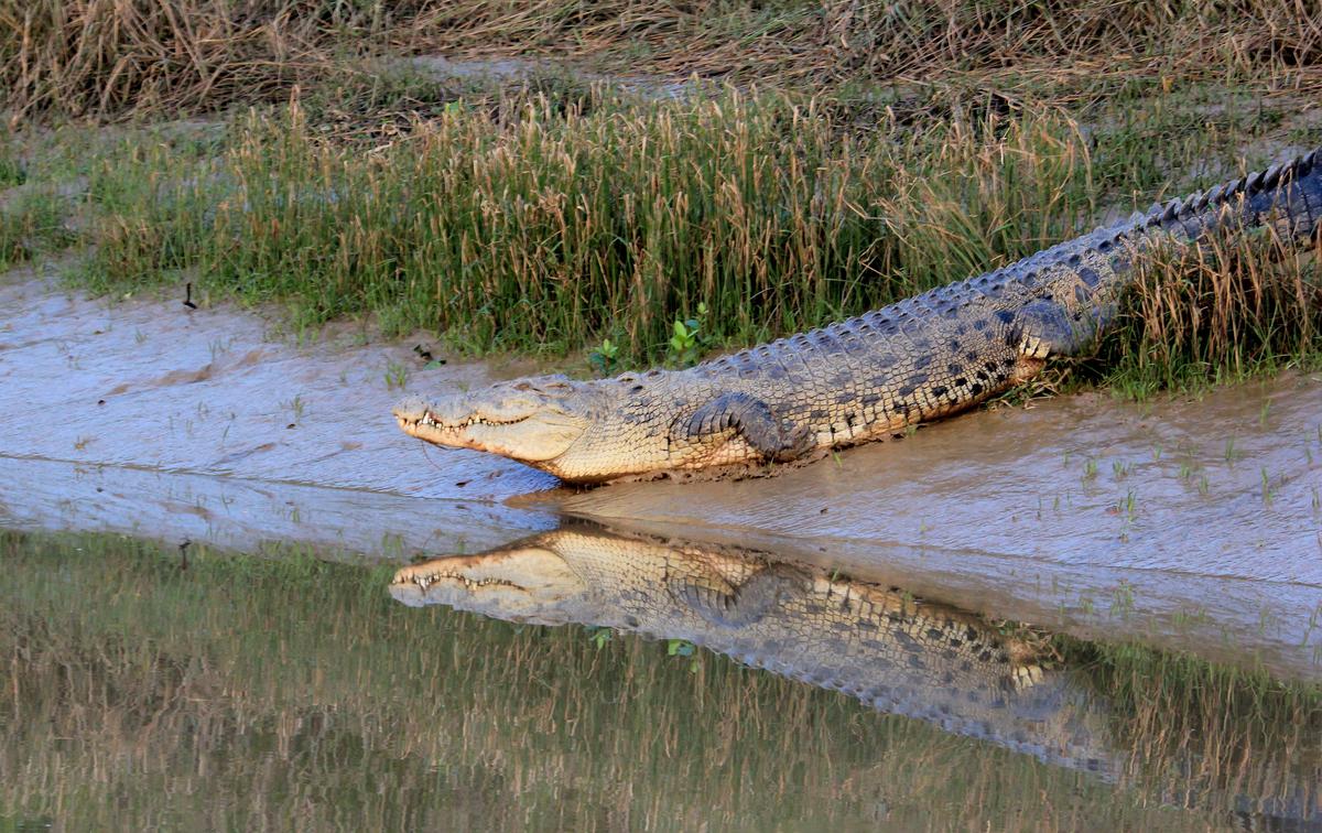 A crocodile on the banks of a creek inside Bhitarkanika National Park in Odisha.