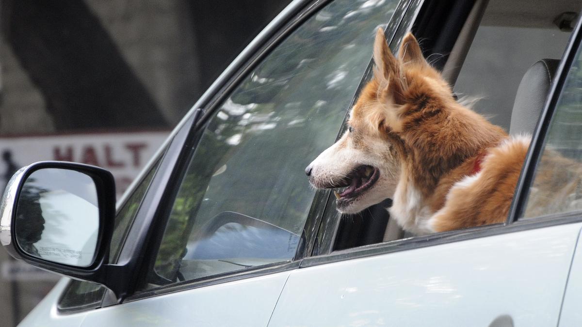 Uber Pet launched in Bengaluru