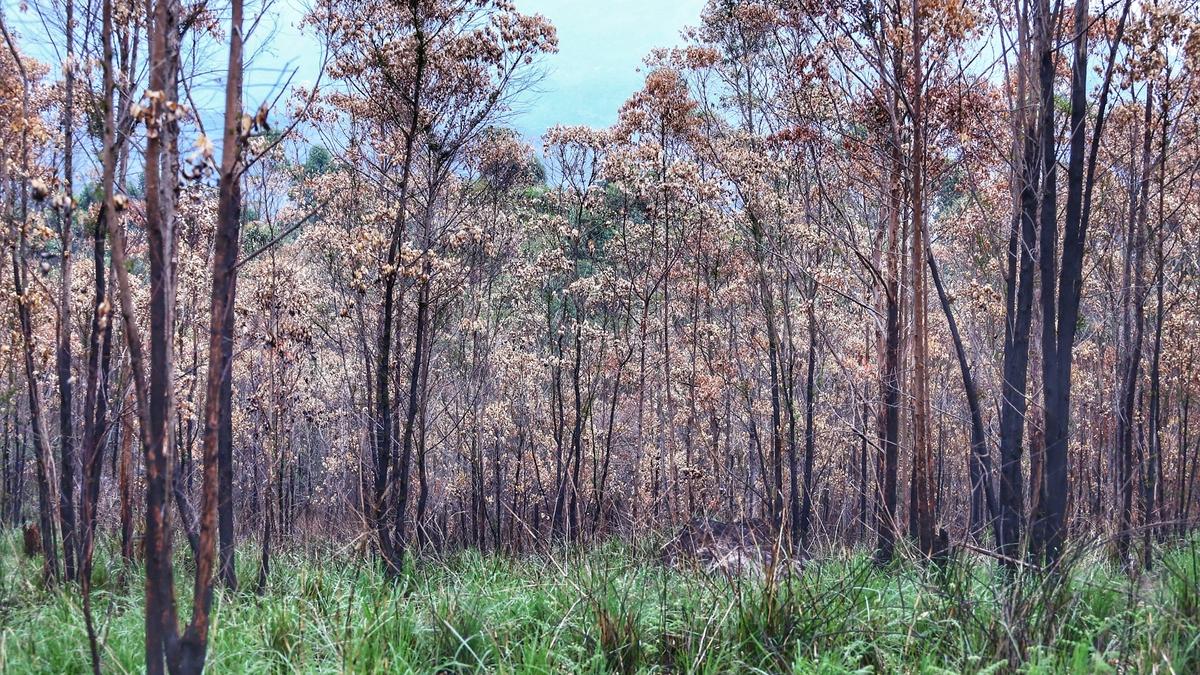 HC panel to consider long-term measures to address human-elephant conflict in Idukki