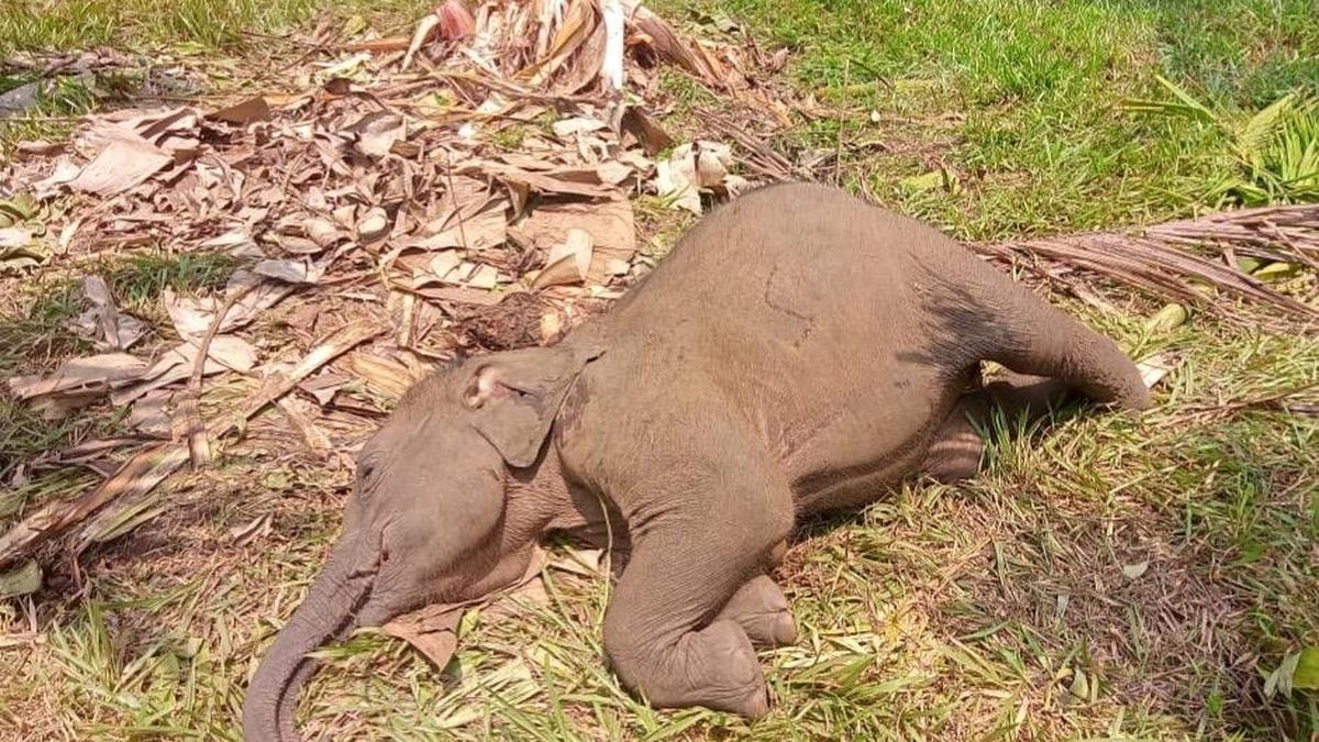 Elephant calf found dead near Sullia