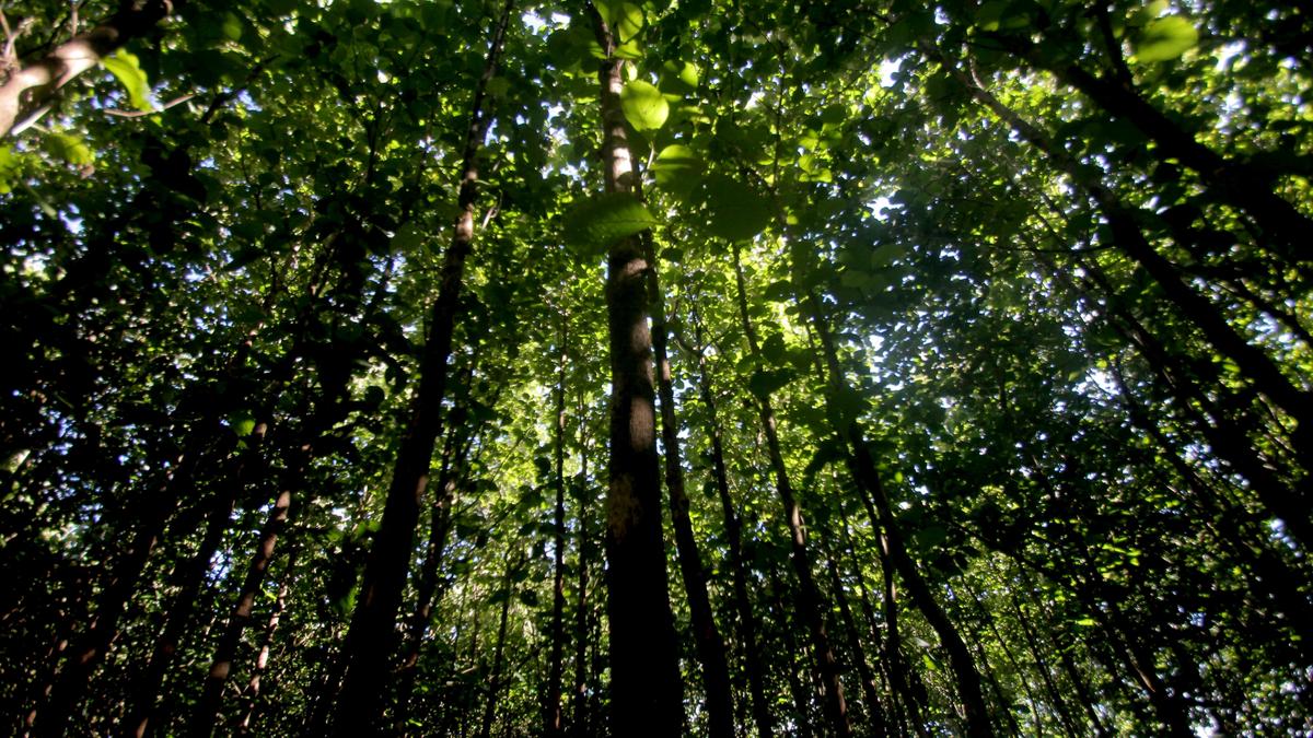 Government relaxes green cover norms for industrial projects