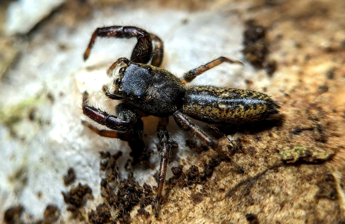New species of jumping spider discovered from Western Ghats