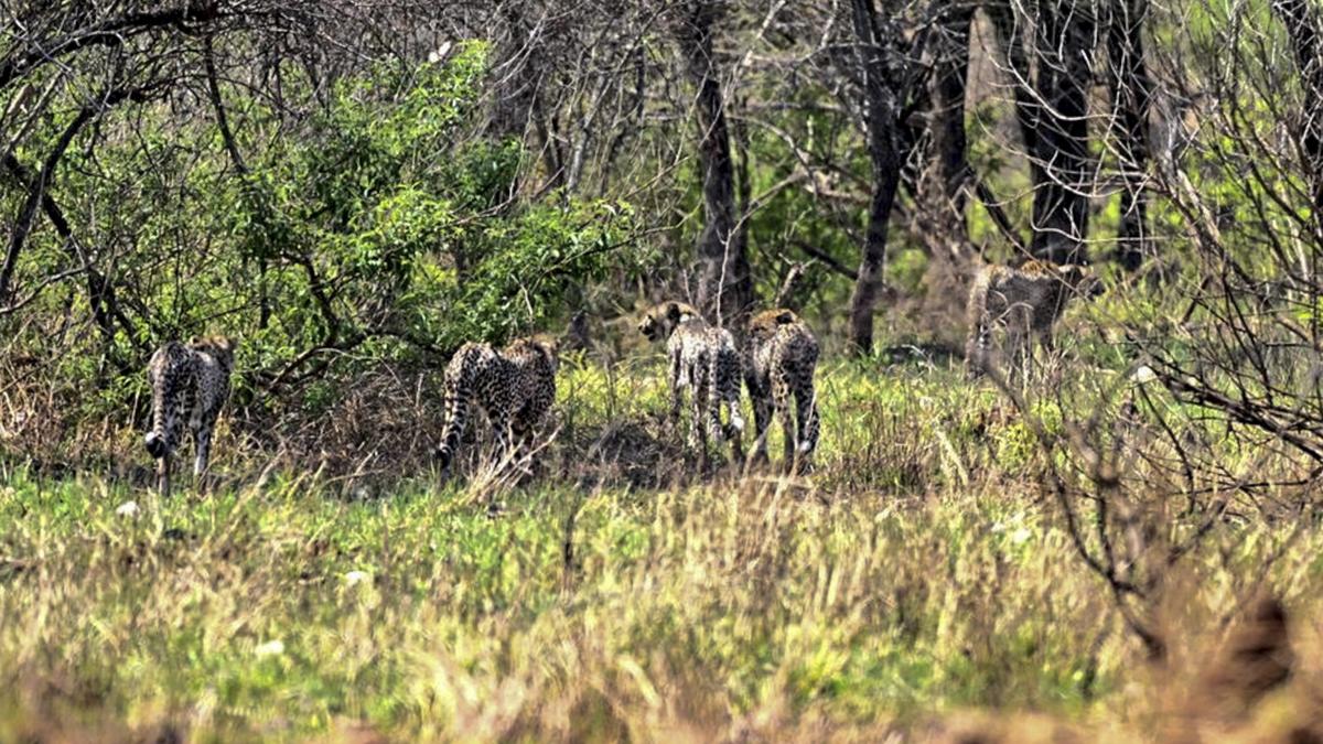 Cheetah mother, cubs pelted with stones in Madhya Pradesh village