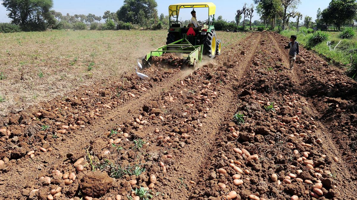 Unseasonal rains damage crops in Gujarat; special package announced for onion and potato farmers