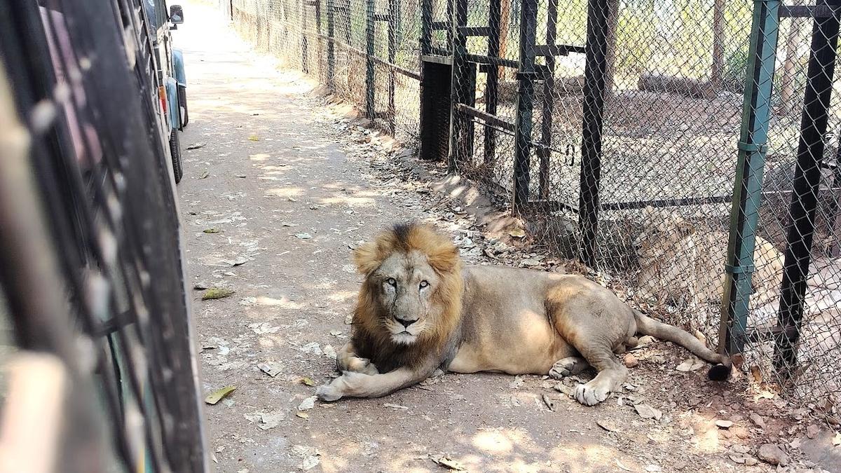 Karnataka’s Shivamogga Tiger and Lion Safari to get new animals from Indore, Aurangabad zoos