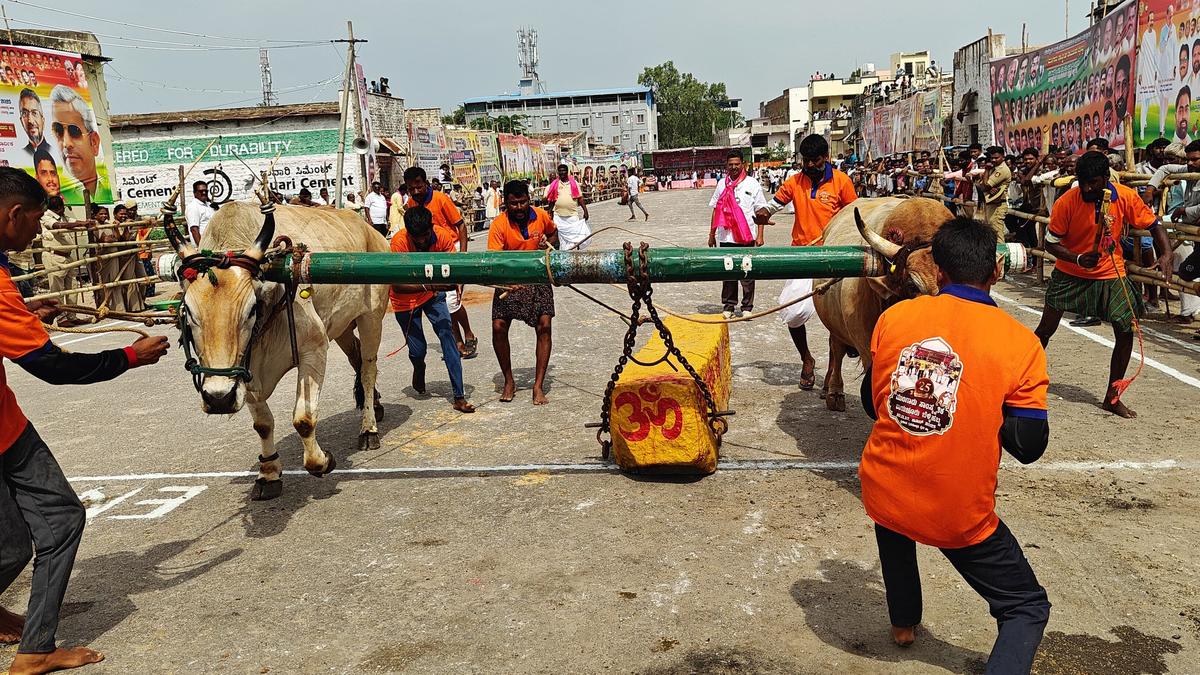 Crowds throng Raichur to witness spectacular bull power contest at Mungaru Habba