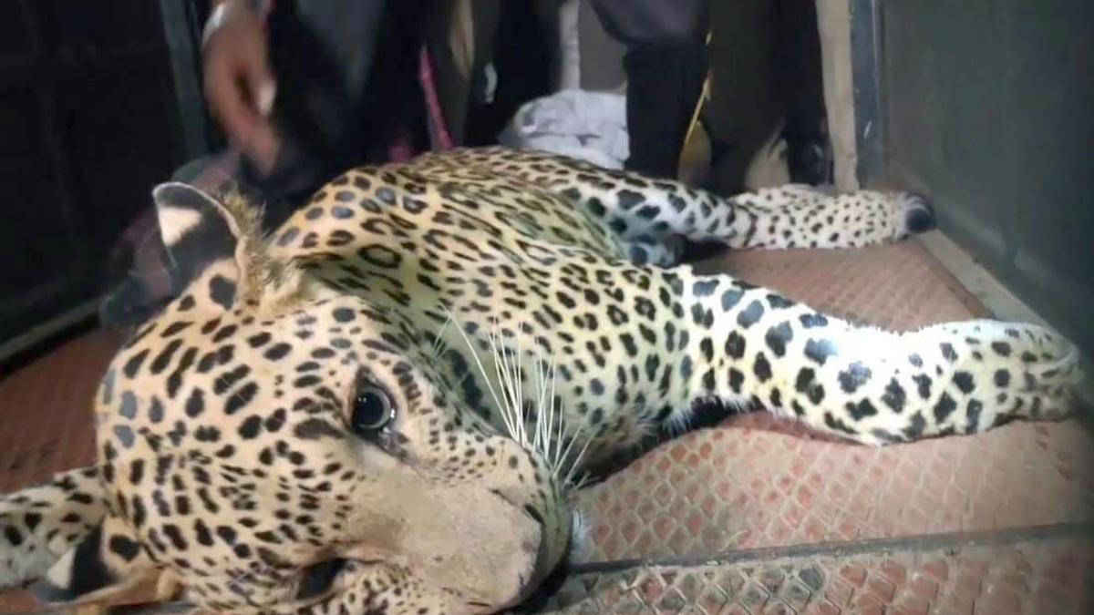 Relief to residents as three-year-old leopard rescued, released into forest in Tirupattur